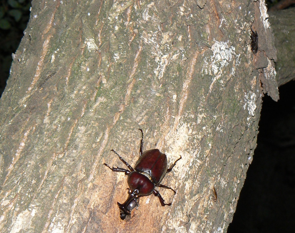 やなぎの枝先_枝先から3m下 カブトムシ♂とコクワガタ達_2021年6月10日20時20分_気温25度